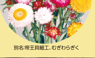 別名：帝王貝細工、むぎわらぎく