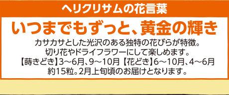 ヘリクリサムの花言葉「いつまでもずっと、黄金の輝き」カサカサとした光沢のある独特の花びらが特徴。
切り花やドライフラワーにして楽しめます。【蒔きどき】3～6月、9～10月 【花どき】6～10月、4～6月約15粒。2月上旬頃のお届けとなります。